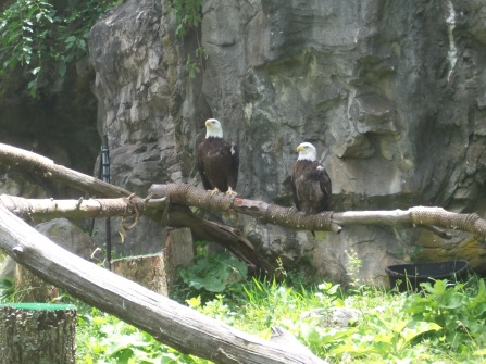 Bald Eagles at the zoo