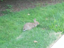 Found a rabbit at MIT