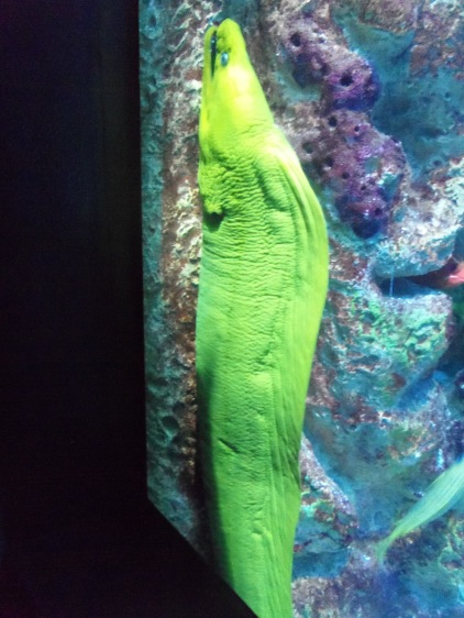 A green eel